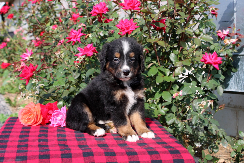 puppy, for, sale, Bernedoodle, Matthew B. Stoltzfus, dog, breeder, Gap, PA, dog-breeder, puppy-for-sale, forsale, nearby, find, puppyfind, locator, puppylocator, aca